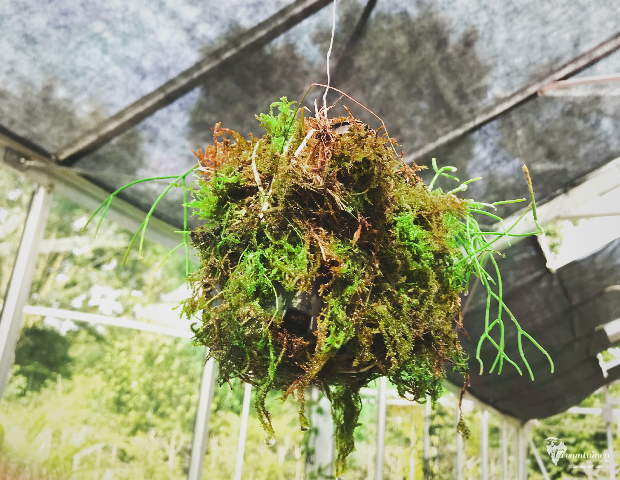 Een klein experiment met een zwevend tuinelement om te weten te komen hoe je door het gebruik van mossen de verdamping van water het beste tegen kunt houden.