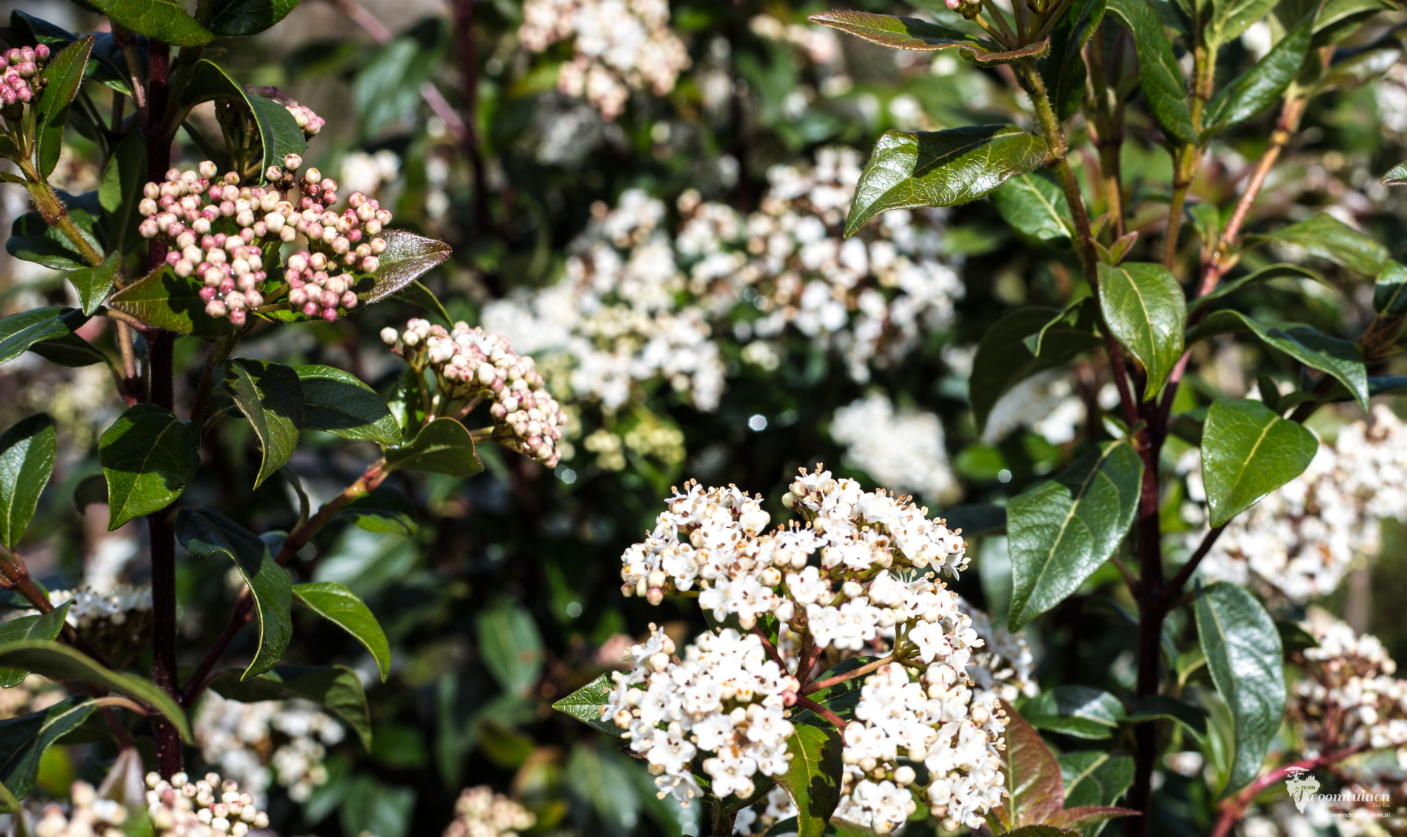 De Mediterrane Sneeuwbal (Viburnum tinus) komt in de late winter en het vroege voorjaar in bloei.