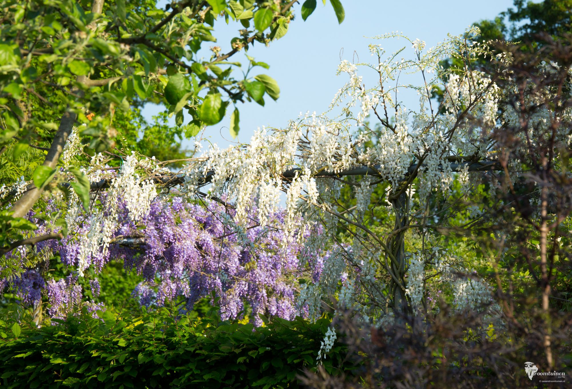 Op de voorgrond de zelfgekweekte witbloemige Blauweregen (Wisteria) in bloei.