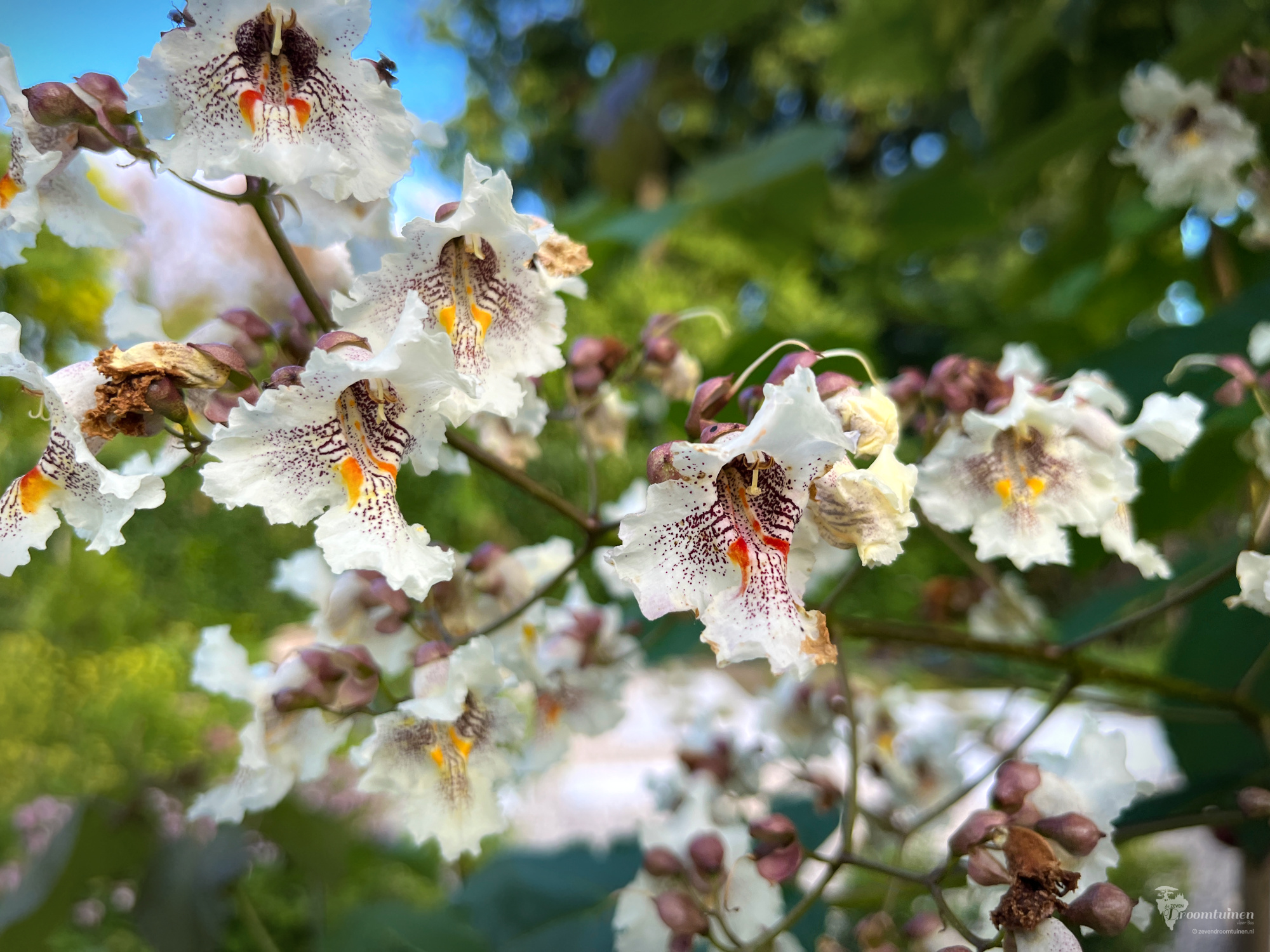 Wonderschone bloemen van de Trompetboom (Catalpa bignonioides). Een zelfgezaaide Catalpa groeit vrij snel. Deze boom bestond enkele jaren geleden nog niet eens.