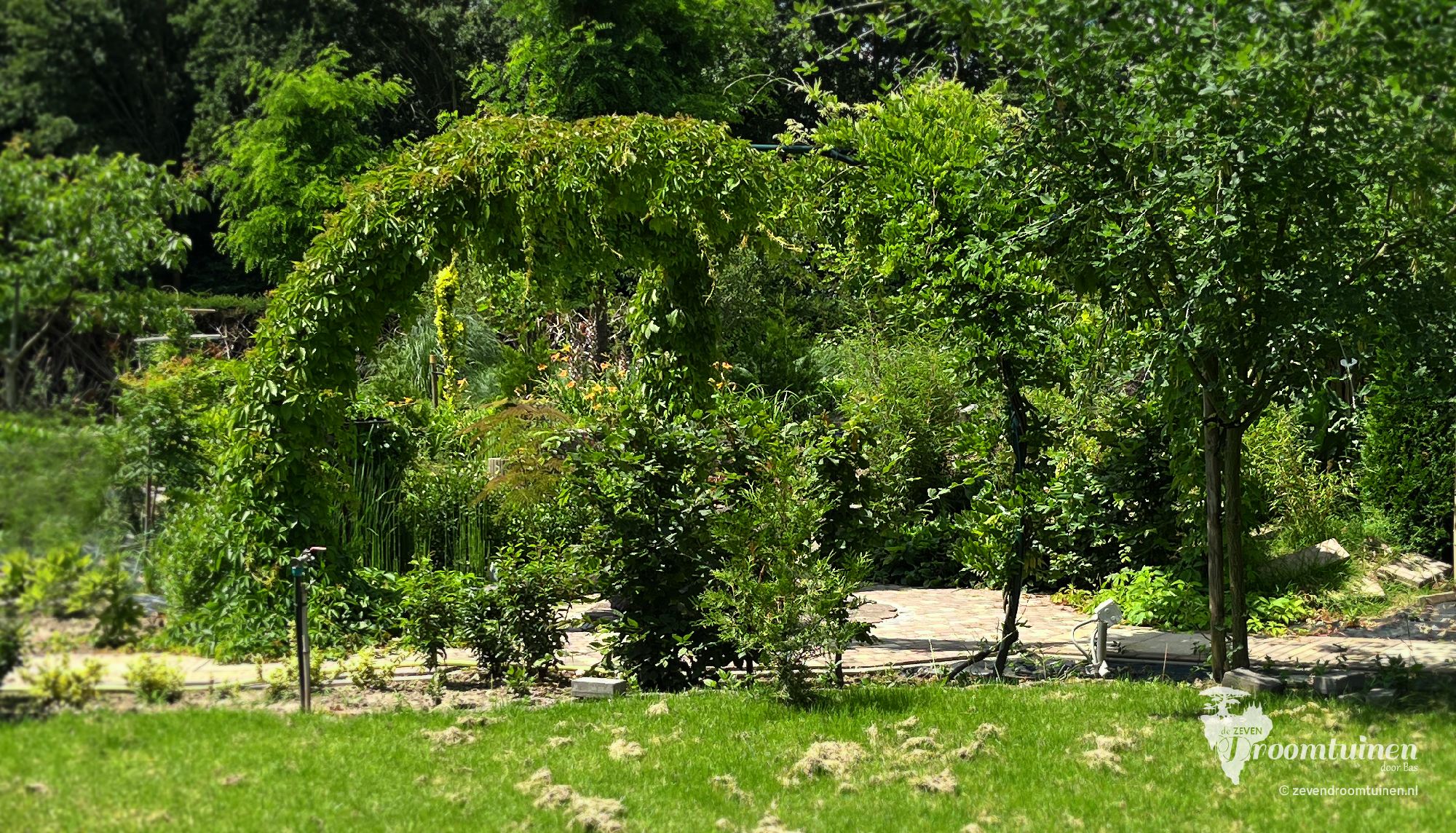 De dikke bladtooien van de wilde wingerd tijdens het zomerseizoen. Gebogen zuilen van groen, afgewisseld met sierlijke gordijnen.