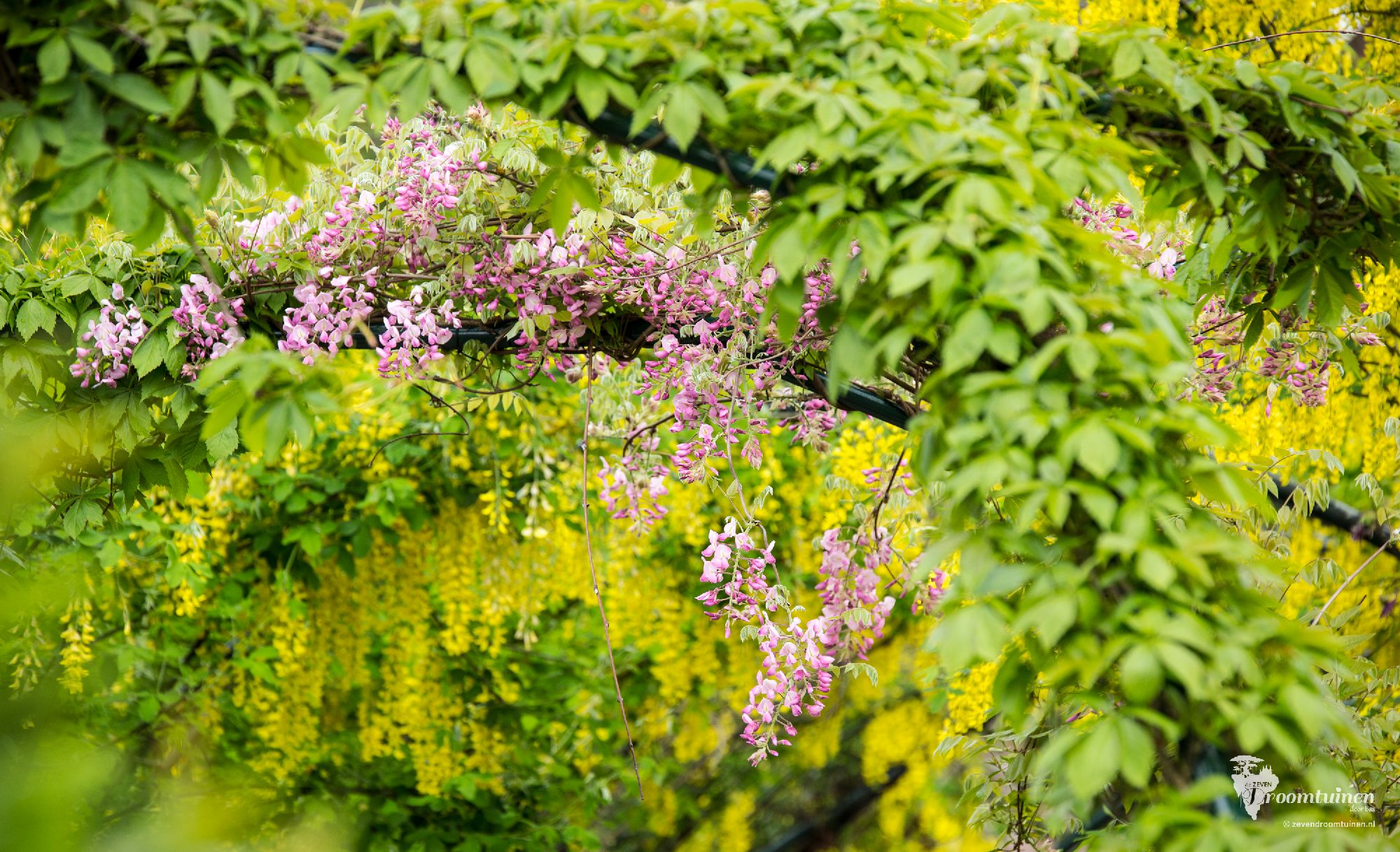 De roze gekleurde Wisteria brachybotrys Showa Beni begint aan de pergola in bloei te geraken.