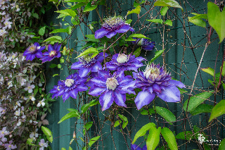 De Clematis Multi Blue bedekt met zijn gigantisch grote blauwe bloemen een van de banen van de plantenbogen. Afhankelijk van het daglicht kunnen de bloemen soms ook een beetje paarsig ogen. De bloemen kunnen zo groot worden dat ze je hand geheel bedekken.