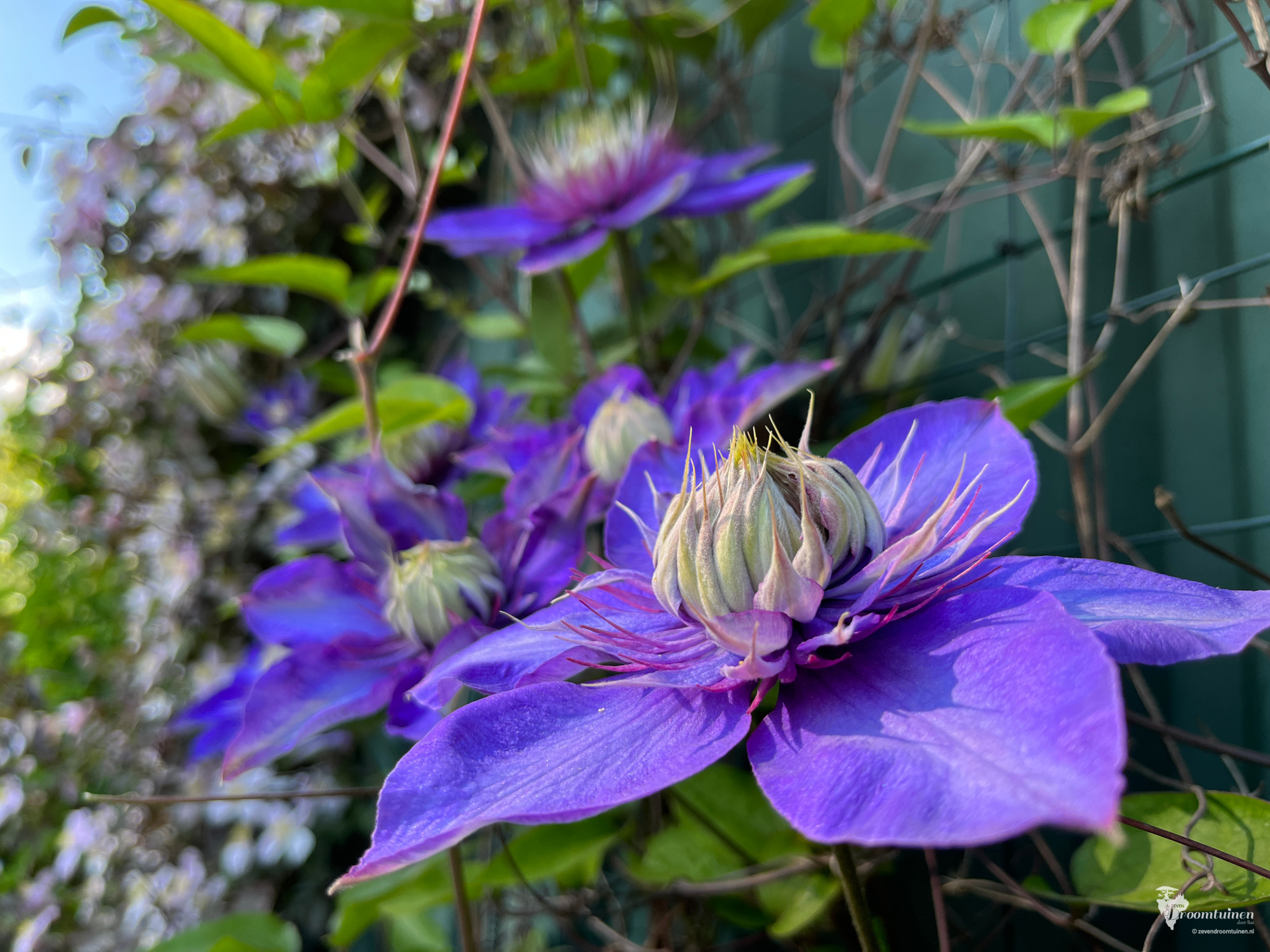 De gigantische bloemen van de Clematis multi blue. En waar sprookjesachtig tafereel!