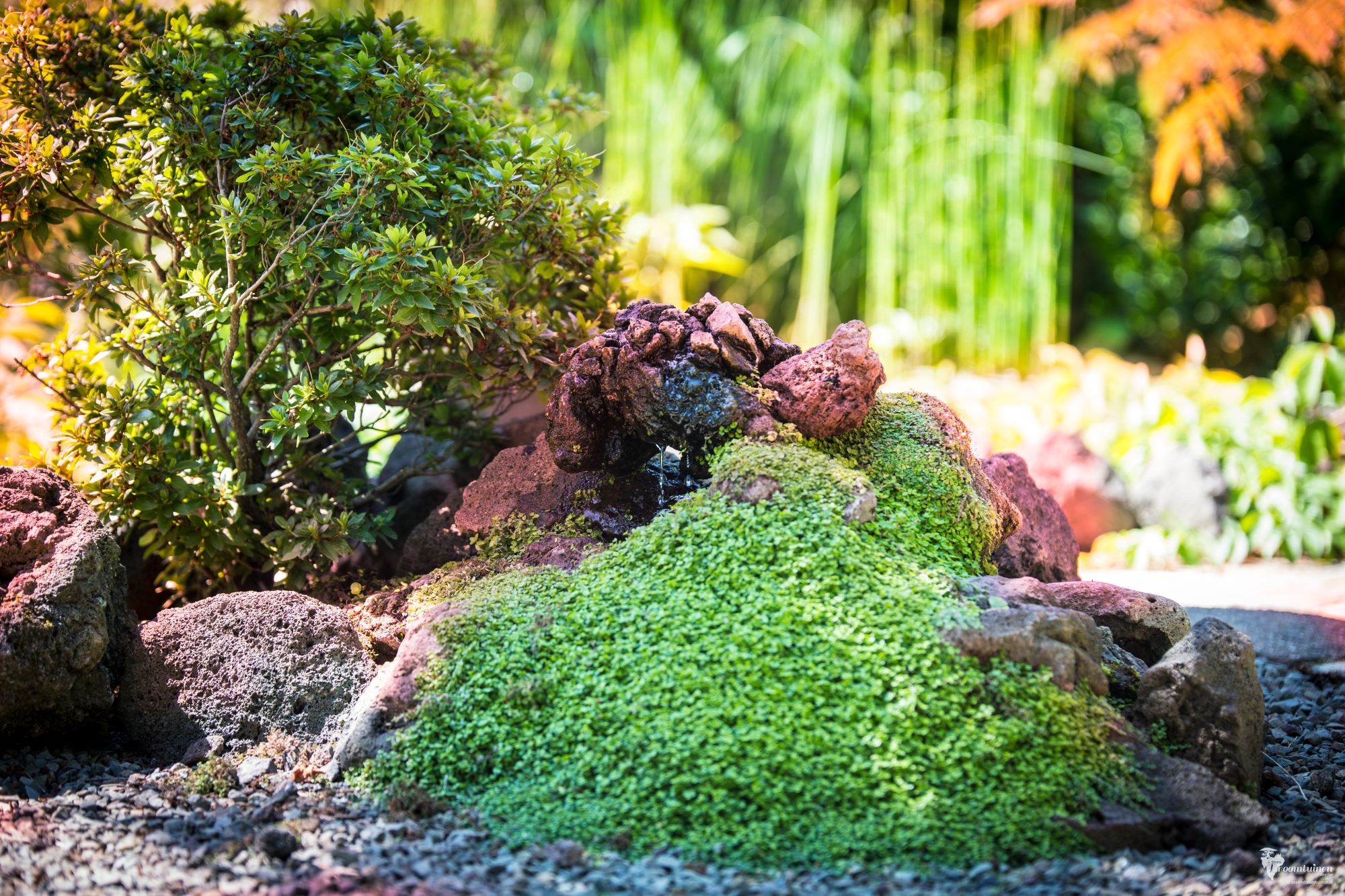 De miniatuur waterscene die zich al in het centrum onder de beoogde kroonvormige pergola bevindt. Juist de verfijning van deze scene gaat een sterk contrast vormen met de beplanting van de kroonvormige pergola.