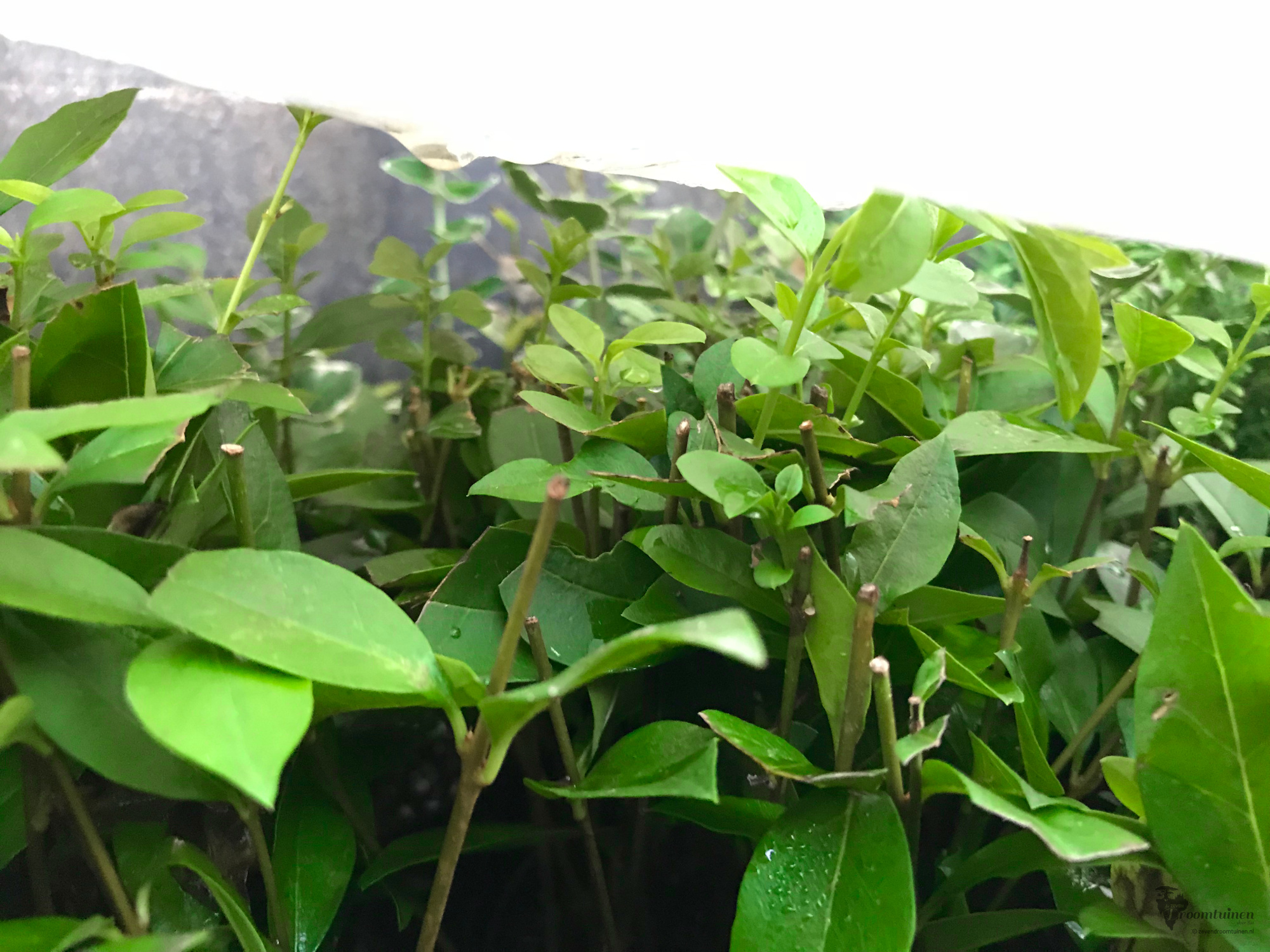 Tientallen Liguster (Ligustrum vulgare) stekjes hartje zomer in de schaduw onder plastic. Liguster is overigens een heel eenvoudig te stekken plant.