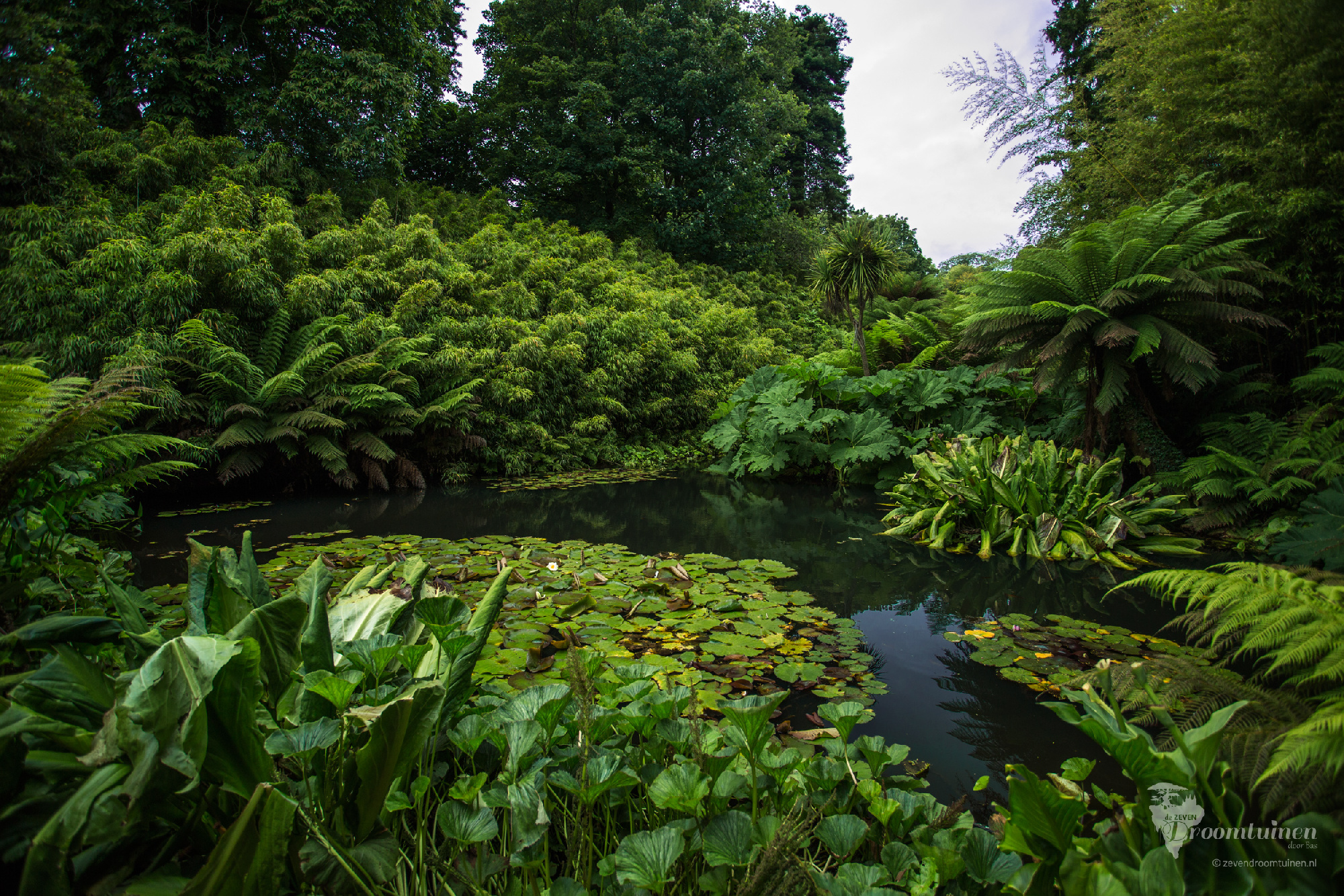 Een vijver in de befaamde Forgotten Gardens of Heligan in Engeland, waar de natuur decennialang zijn gang kon gaan en daardoor juist voor extra schoonheid en karakter heeft gezorgd 