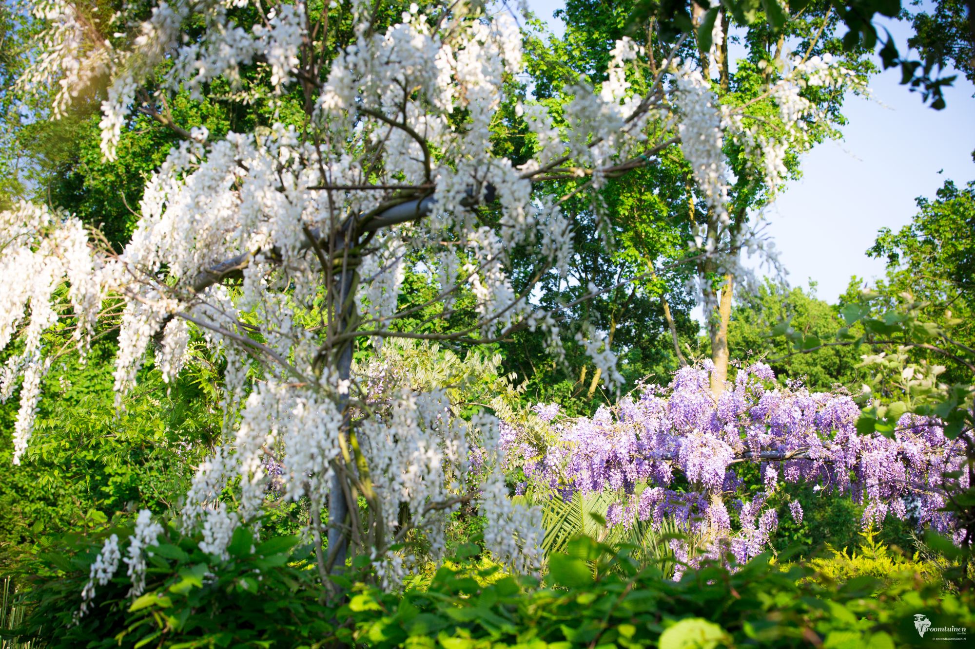 Twee Chinese Wisteria's. Op de voorgrond de sinensis Alba (alba is wit), op de achtergrond de Amethyst.<div>Al wandelend wordt je gegrepen door de schoonheid van deze bloemen. Ook de geur die de Alba voortbrengt is ronduit waanzinnig!</div>